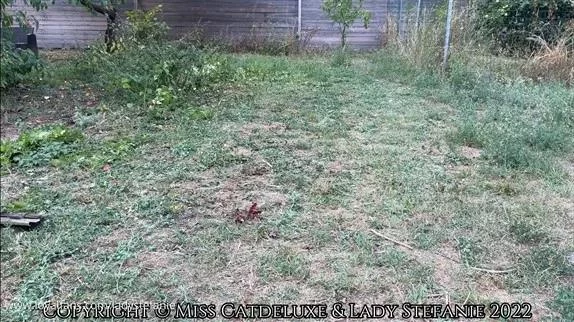 Work Motivation with Lady Stefanie FullHD  (2025 | MPEG-4)